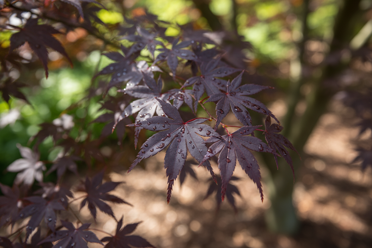Fächerahorn Atropurpureum dunkelrot Blätter Zierbaum Malsch Karlsruhe Baumschule Kurrle